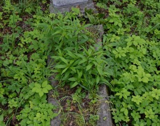 Nagrobek Jadwigi Kędzierskiej z cmentarza na Rossie w Wilnie, stan z 2013 roku.