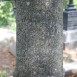 Fotografia przedstawiająca Tombstone of Tadeusz Klimaszewski