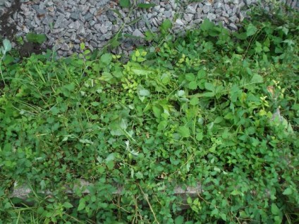 Nagrobek Eleonory Sucheckiej, cmentarz Na Rossie w Wilnie, stan z 2012