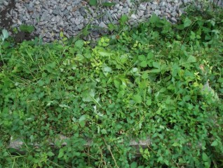 Nagrobek Eleonory Sucheckiej, cmentarz Na Rossie w Wilnie, stan z 2012