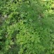 Альтернативний текст фотографії
