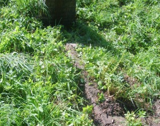 Nagrobek Szymona Alchimowicz z cmentarza na Rossie w Wilnie, stan z 2013 r.