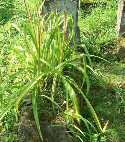 Nagrobek Marcina Bitowta, cmentarz Na Rossie w Wilnie, stan z 2013