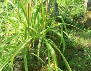 Nagrobek Marcina Bitowta, cmentarz Na Rossie w Wilnie, stan z 2013