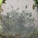 Photo showing Tombstone of Karolina Syrutowicz
