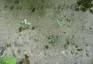 Fotografia przedstawiająca Nagrobek Marii Zarnowskiej