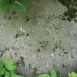 Fotografia przedstawiająca Nagrobek Marii Zarnowskiej
