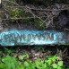 Fotografia przedstawiająca Tombstone of Tadeusz Lipnicki