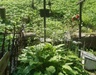 Nagrobek Marii Bielskiej, cmentarz Na Rossie w Wilnie, stan z 2015 r.