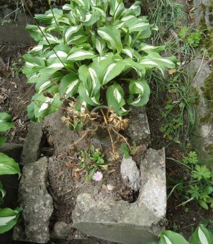 Nagrobek Gieni Szeamas z cmentarza na Rossie w Wilnie, stan z 2013 r. roku