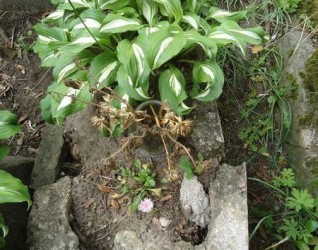 Nagrobek Gieni Szeamas z cmentarza na Rossie w Wilnie, stan z 2013 r. roku