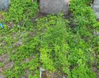 Nagrobek Wincentego Buraczewskiego, cmentarz Na Rossie w Wilnie, stan z 2013