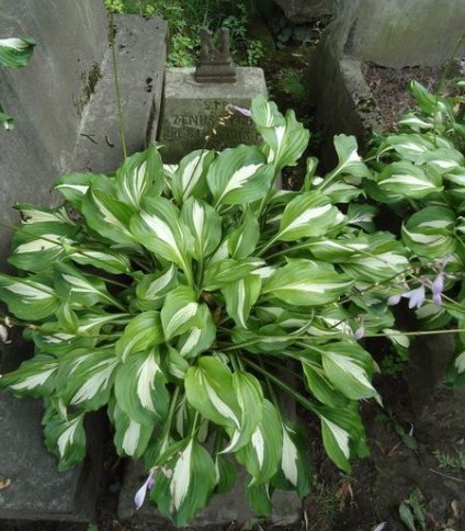 Nagrobek Zenona Żygo z cmentarza na Rossie w Wilnie, stan z 2013 roku