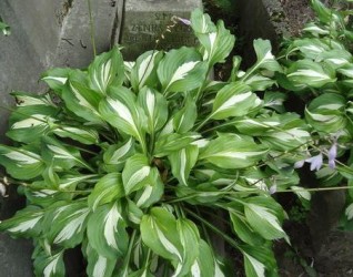 Nagrobek Zenona Żygo z cmentarza na Rossie w Wilnie, stan z 2013 roku