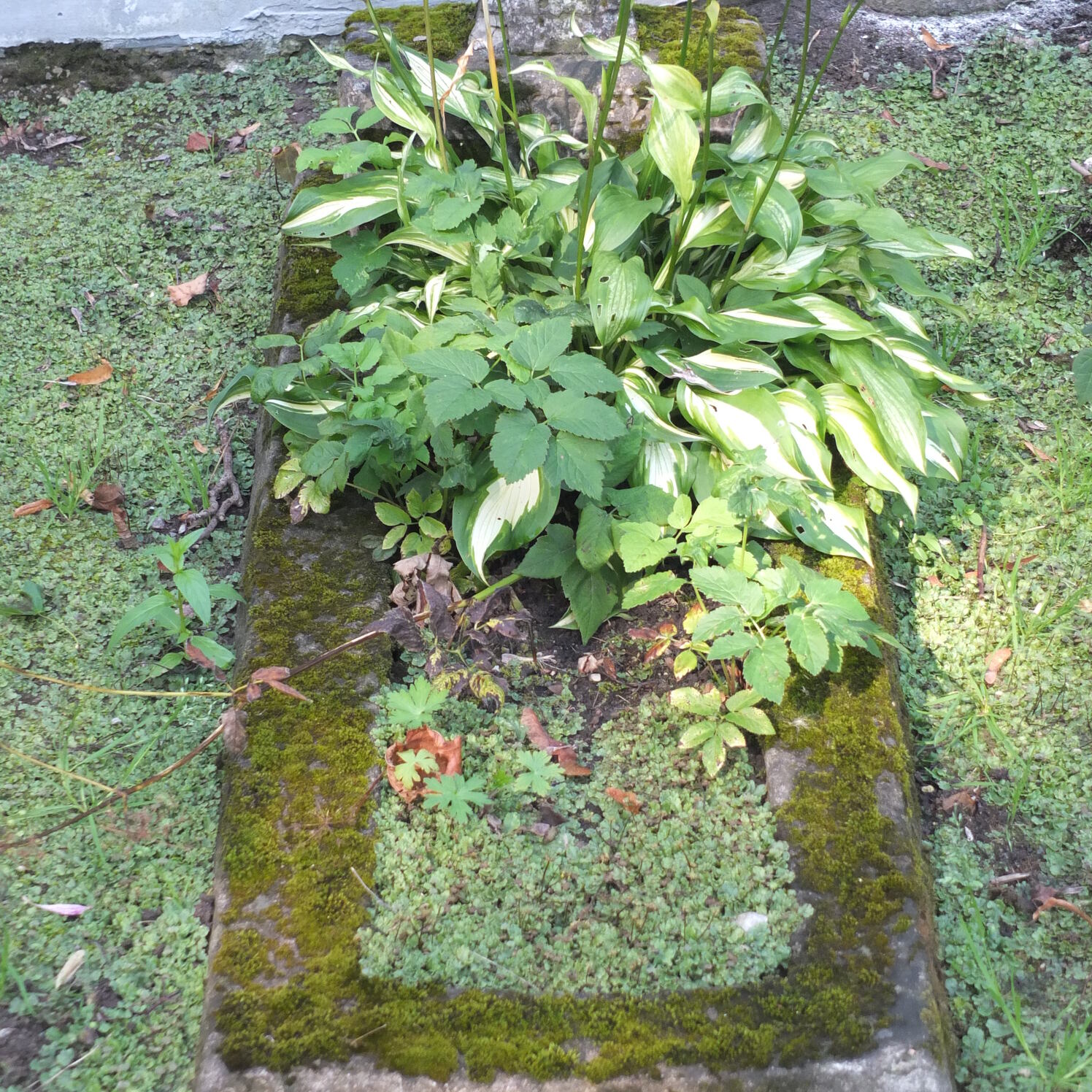 Fragment nagrobka Zbigniewa Grzegorzewskiego, cmentarz Na Rossie w Wilnie, stan z 2013, cmentarz Na Rossie w Wilnie, stan z 2013