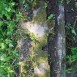 Photo montrant Tombstone of Julia Rodzewicz