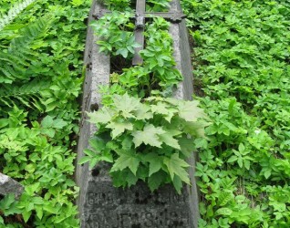 Nagrobek rodziny Krajewskich, cmentarz na Rossie w Wilnie, stan z 2013 r.