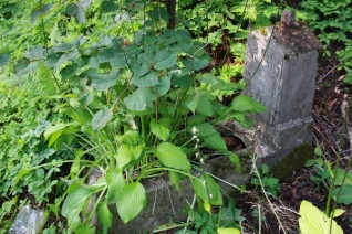 Nagrobek Jana Rodzewicza, cmentarz na Rossie w Wilnie, stan z 2013