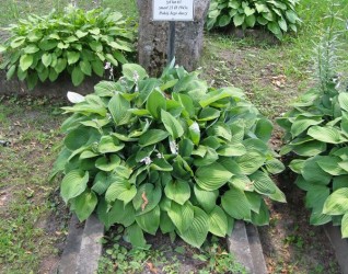 Nagrobek Bolesława Dubownika, cmentarz na Rossie w Wilnie, stan z 2013 r.