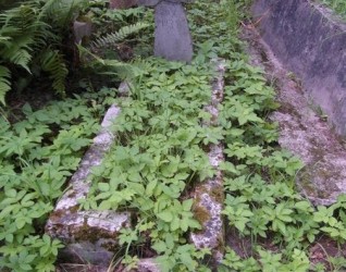 Nagrobek Jana Szyszkiewicza, cmentarz Na Rossie w Wilnie, stan z 2013