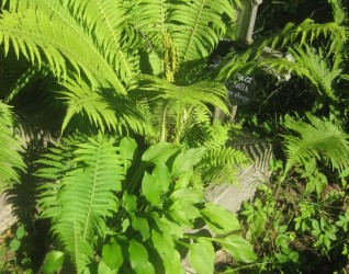 Nagrobek Kazimierza Pietkiewicza, cmentarz na Rossie, stan z 2013 roku