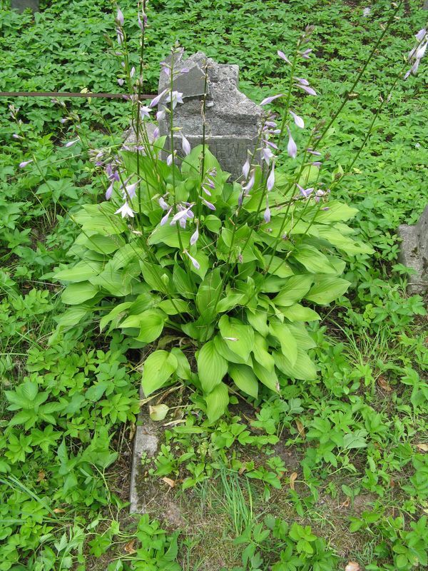 Nagrobek N.N. Rodziewicz, cmentarz Na Rossie w Wilnie, stan z 2013 roku