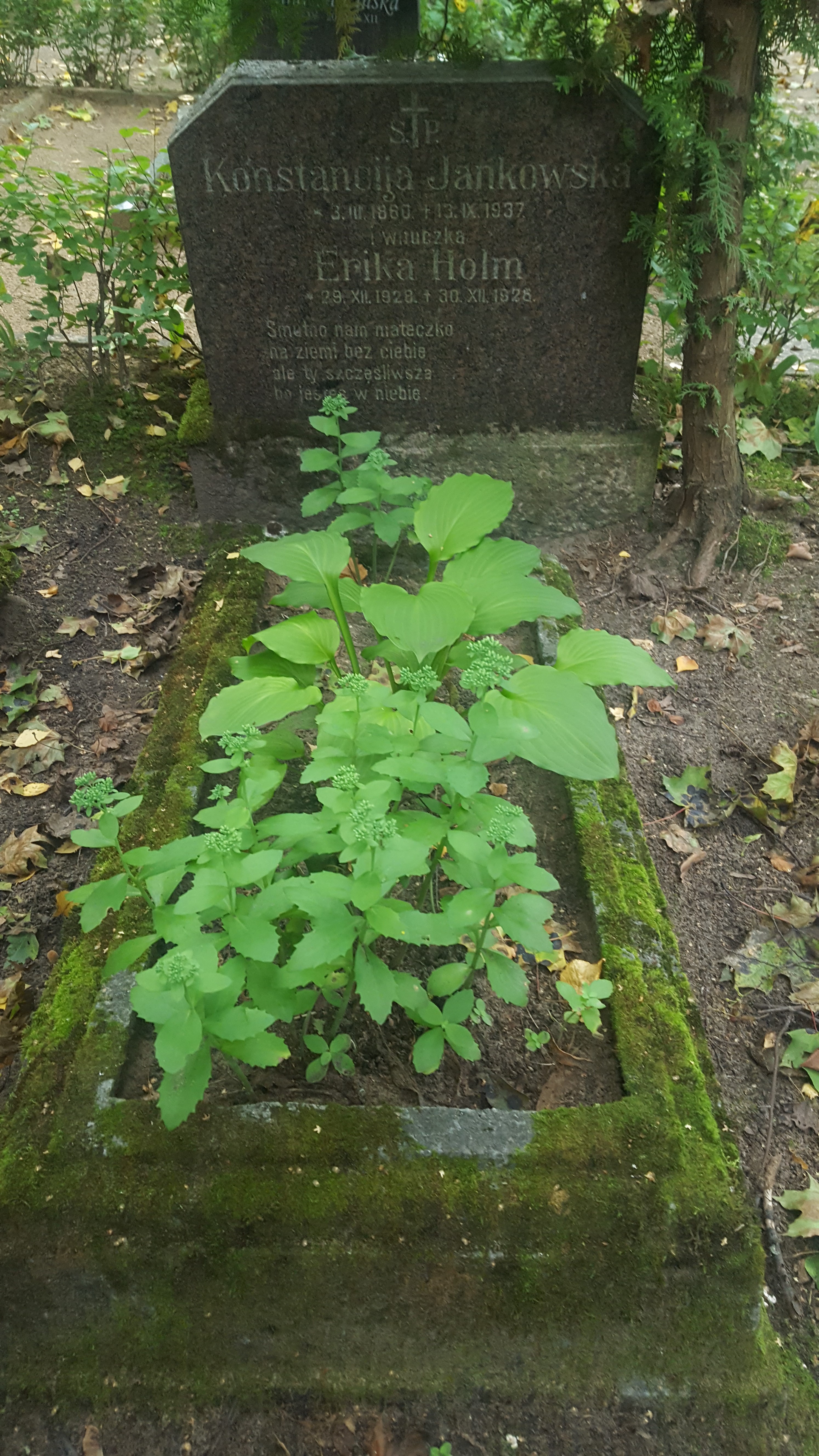 Nagrobek Konstancji Jankowskiej i Eriki Holm, cmentarz św. Michała w Rydze, stan z 2021 r.