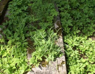 Nagrobek Michała Jazdowskiego, cmentarz Na Rossie w Wilnie, stan z 2013