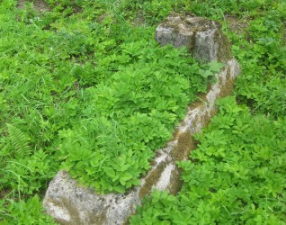 Nagrobek Tadeusza Nowickiego, cmentarz na Rossie, stan z 2013 roku