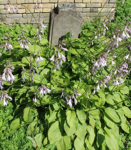 Nagrobek Wincentego Ciunisa, cmentarz na Rossie, stan z 2013 roku