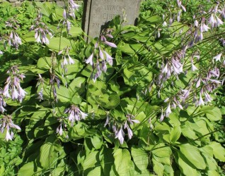 Nagrobek Wincentego Ciunisa, cmentarz na Rossie, stan z 2013 roku