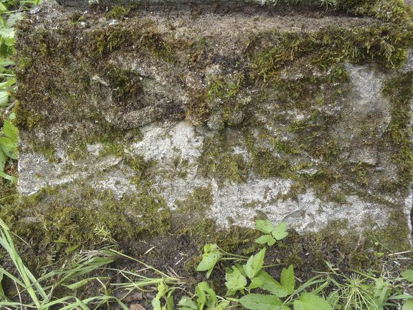 Detal nagrobka N.N. Raduszkiewicz, cmentarz na Rossie w Wilnie, stan z 2013