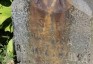 Photo showing Tombstone of Justyna Rymkiewicz