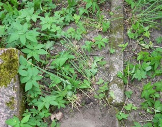 Nagrobek Stanisława Stankiewicza, cmentarz Na Rossie w Wilnie, stan z 2013 r.