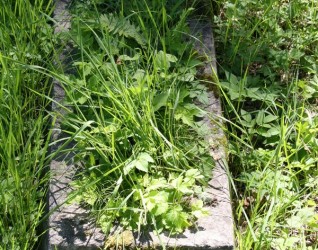 Nagrobek Leona Tarajkowicza z cmentarza na Rossie w Wilnie, stan z 2013 r.