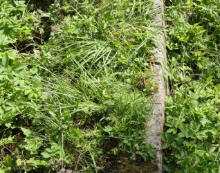 Nagrobek Krystyny Budzińskiej z cmentarza na Rossie w Wilnie, stan z 2013 r.