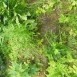 Альтернативний текст фотографії