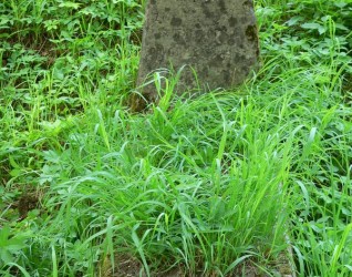 Nagrobek Pauliny Franckiewicz, cmentarz Na Rossie w Wilnie, stan z 2013 r.