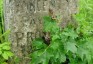 Fotografia przedstawiająca Tombstone of Wincenty Prostak