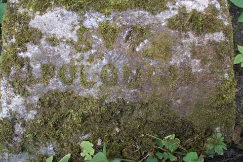 Inskrypcja nagrobka Apolonii N.N., cmentarz Na Rossie w Wilnie, stan z 2013