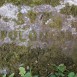 Fotografia przedstawiająca Nagrobek Apolonii N.N.