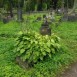 Fotografia przedstawiająca Nagrobek Ludwika Monkiewicza