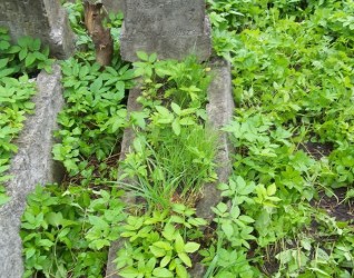 Nagrobek Magdaleny Paluszewicz, cmentarz na Rossie w Wilnie, stan z 2014