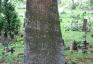 Photo montrant Tombstone of Antoni Krzywec