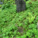 Photo montrant Tombstone of Michał Kurkol