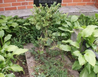 Nagrobek Stanisława Markiewicza, cmentarz na Rossie, stan z 2013 roku