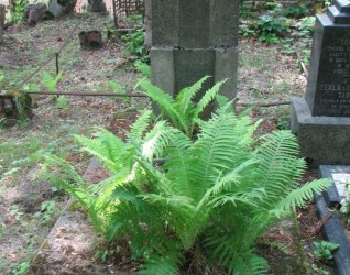 Nagrobek Jana Jasiuna i jego wnuka Jana, cmentarz na Rossie w Wilnie, stan na 2013 r.