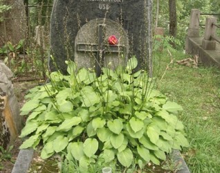 Nagrobek Juliusza Kłosa, cmentarz Na Rossie w Wilnie, stan z 2013