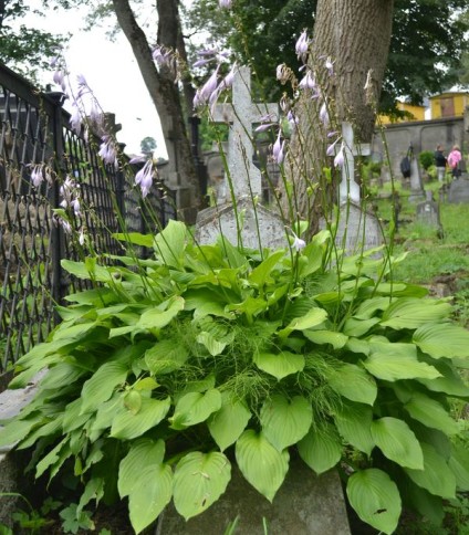 Nagrobek Jana Jankowskiego, cmentarz na Rossie w Wilnie, stan z 2013