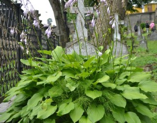 Nagrobek Jana Jankowskiego, cmentarz na Rossie w Wilnie, stan z 2013